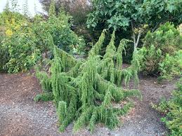 Attēlu rezultāti vaicājumam “Juniperus communis”