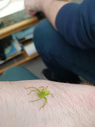 Attēlu rezultāti vaicājumam “Micrommata virescens”