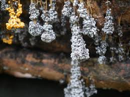 Attēlu rezultāti vaicājumam “Badhamia utricularis young”