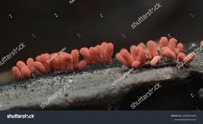 Attēlu rezultāti vaicājumam “Arcyria denudata spores”