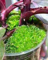 Attēlu rezultāti vaicājumam “Sphagnum riparium”