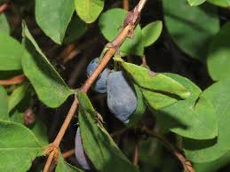 Attēlu rezultāti vaicājumam “Lonicera caerulea var. pallasii flower”