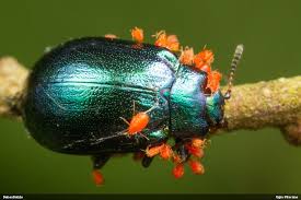 Attēlu rezultāti vaicājumam “Linaeidea aenea”