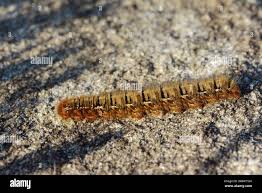 Attēlu rezultāti vaicājumam “Lasiocampa quercus larva”