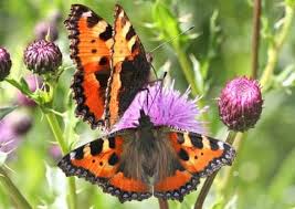 Attēlu rezultāti vaicājumam “Nymphalis xanthomelas upperside”