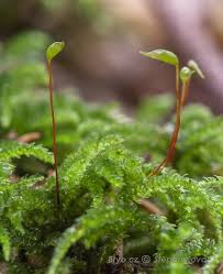 Attēlu rezultāti vaicājumam “Eurhynchiastrum pulchellum macro”