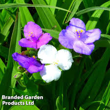 Attēlu rezultāti vaicājumam “Tradescantia virginiana flower”