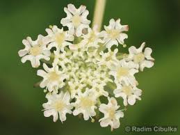 Attēlu rezultāti vaicājumam “Laserpitium prutenicum”