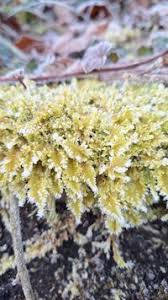 Attēlu rezultāti vaicājumam “Ctenidium molluscum”