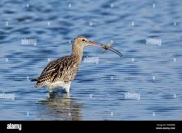 Attēlu rezultāti vaicājumam “Numenius arquata adult”