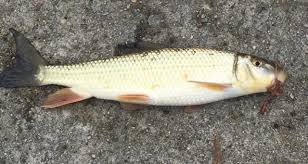 Image result for Moxostoma duquesnei