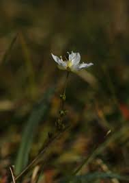 Attēlu rezultāti vaicājumam “Sagina nodosa flower”