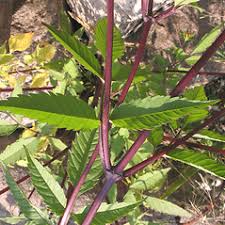 Attēlu rezultāti vaicājumam “Bidens frondosa”