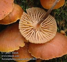 Attēlu rezultāti vaicājumam “Xeromphalina campanella”