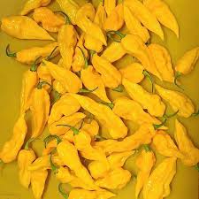 Afbeeldingsresultaat voor yellow fratali hot pepper
