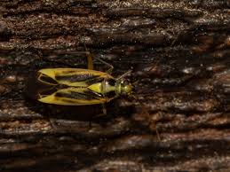 Attēlu rezultāti vaicājumam “Stenotus binotatus male”