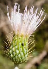 Attēlu rezultāti vaicājumam “Cirsium x rigens leaf”
