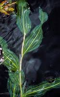 Attēlu rezultāti vaicājumam “Potamogeton praelongus”