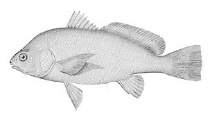 Image result for Aplodinotus grunniens