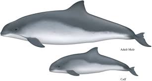 Image result for Phocoena phocoena