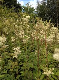 Attēlu rezultāti vaicājumam “Filipendula ulmaria  leaf”