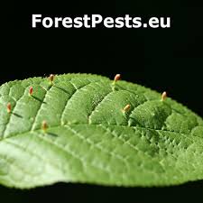 Attēlu rezultāti vaicājumam “Eriophyes padi”