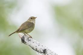 Image result for Phylloscopus schwarzi