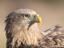 Attēlu rezultāti vaicājumam “Haliaeetus albicilla adult”