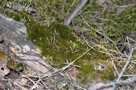 Attēlu rezultāti vaicājumam “Dicranum montanum var. truncicolum”