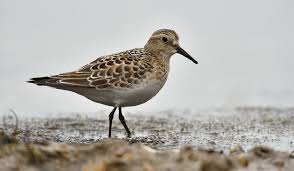 Image result for Calidris bairdii