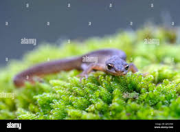 Attēlu rezultāti vaicājumam “Triturus vulgaris female”