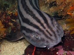 Image result for Poroderma africanum