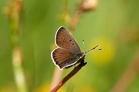 Attēlu rezultāti vaicājumam “Lycaena tityrus female”