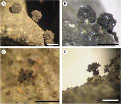 Attēlu rezultāti vaicājumam “Leptogium saturninum”