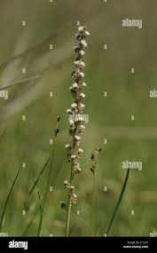Attēlu rezultāti vaicājumam “Triglochin maritimum flower”