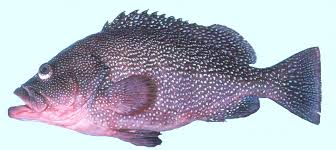 Image result for Epinephelus itajara