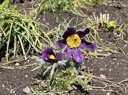 Image result for Pulsatilla
