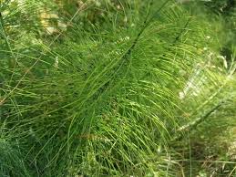 Attēlu rezultāti vaicājumam “Equisetum arvense”