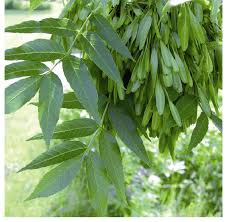 Attēlu rezultāti vaicājumam “Fraxinus excelsior”