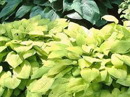 Attēlu rezultāti vaicājumam “Hosta sp. leaf”