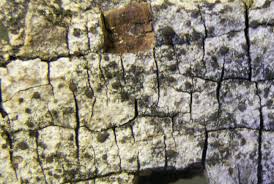 Attēlu rezultāti vaicājumam “Bacidia subincompta”