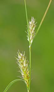 Attēlu rezultāti vaicājumam “Carex hirta fruit”