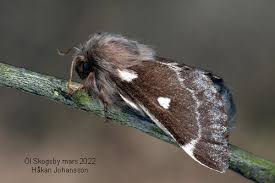 Attēlu rezultāti vaicājumam “Eriogaster lanestris”