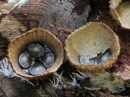 Attēlu rezultāti vaicājumam “Cyathus striatus”