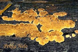 Attēlu rezultāti vaicājumam “Pseudomerulius aureus”