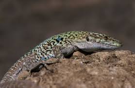 Attēlu rezultāti vaicājumam “Lycogala irregulare sessile”