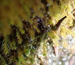 Attēlu rezultāti vaicājumam “Pohlia wahlenbergii macro”