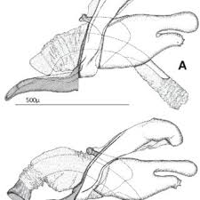 Attēlu rezultāti vaicājumam “Proutia betulina”