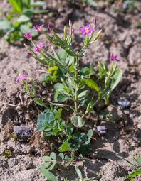 Image result for Centaurium erythraea
