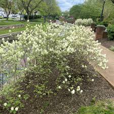 Attēlu rezultāti vaicājumam “Fothergilla major”